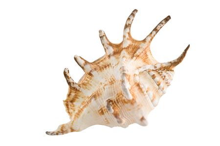 Marine shell isolated on white background