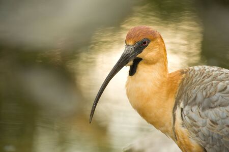 Close up photo of an Ibis looking to the left, with copy space.の写真素材