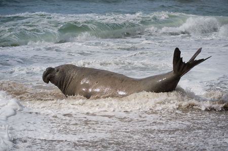 Male southern elephant seal, Peninsula Valdes, Patagonia, Argentina.の写真素材