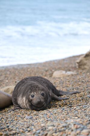 Cute baby elephant seal, Valdes Peninsula, Patagonia Argentina.の写真素材