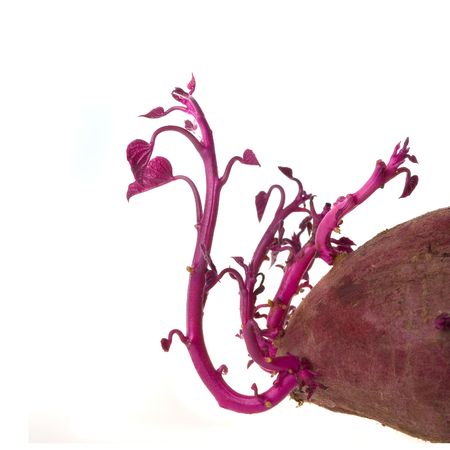 Sweet potato with sprout, white background.の写真素材