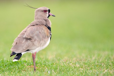 Southern Lapwing (Vanellus chilensis), in a field in Argentina.の写真素材
