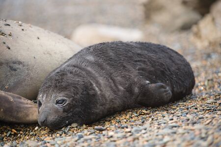 Baby elephant seal in Peninsula Valdes, patagonia, Argentina.の写真素材