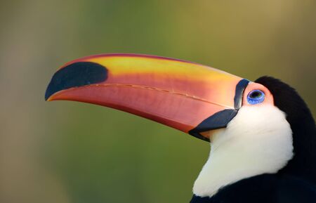  Toco toucan face, close up, with copy space. の写真素材