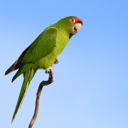 Colorful parrot looking at the camera against the blue sky.の写真素材