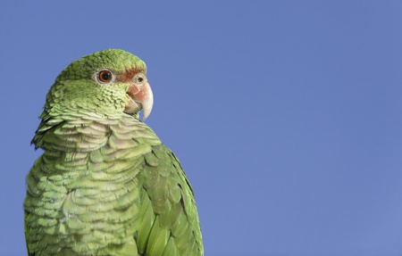 Parrot portrait looking to the right, with copy space.
の写真素材