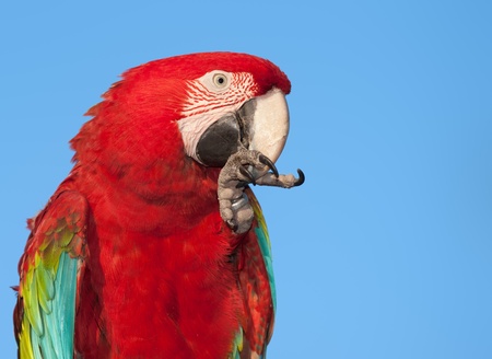 Macaw portrait with copy space. の写真素材