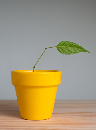 young plant with one leaf in clay potの写真素材