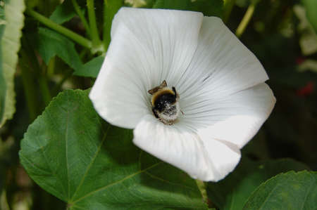 pollen beetleの写真素材