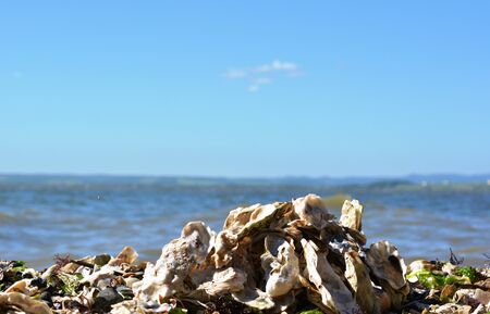 Pyramid seashells seashoreの写真素材