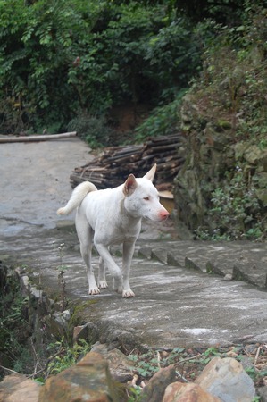 a white dog walking on ladder.shotted in a village at the south of china.の写真素材