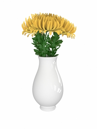 yellow chrysanthemum on white background .の写真素材