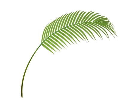 tropical plant fernleaf hedge bamboo branchの写真素材