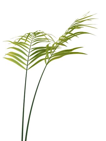 tropical plant fernleaf hedge bamboo branches on white background,の写真素材