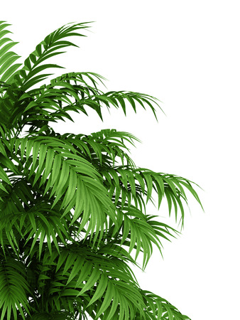 tropical plant fernleaf hedge bamboo branches on white background,