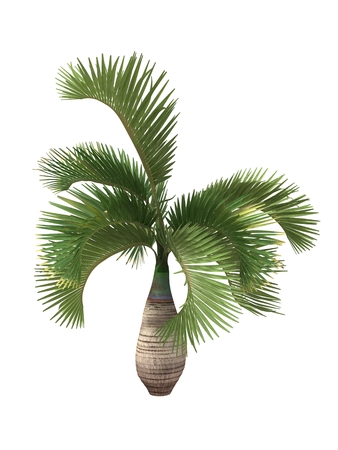 tropical plant isolated on white background,の写真素材