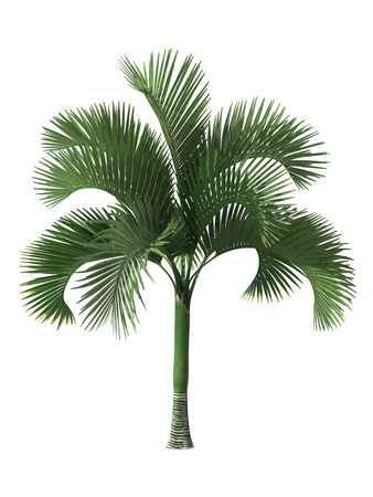 tropical plant tree isolated on white background,の写真素材