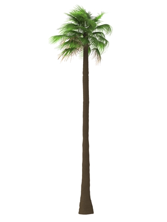 tropical plant tree isolated on white backgroundの写真素材
