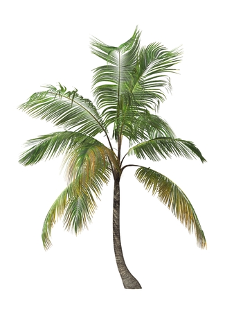 tropical plant tree isolated on white backgroundの写真素材
