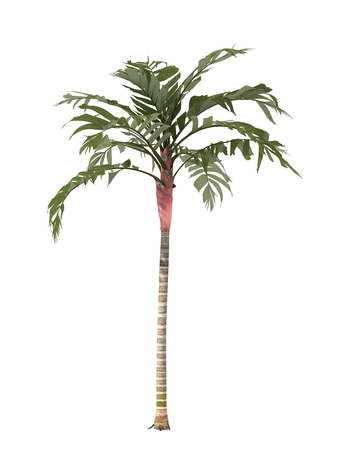 tropical plant tree isolated on white background,の写真素材