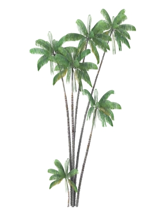 tropical plant tree isolated on white background,の写真素材
