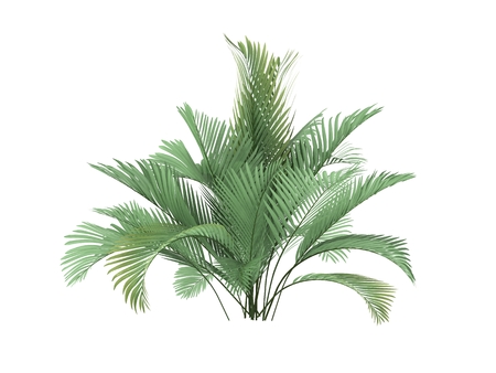 tropical plant tree isolated on white background,の写真素材