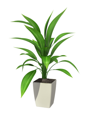 green potted plant isolated on white background.の写真素材