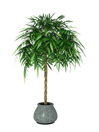 green potted plant isolated on white background.の写真素材