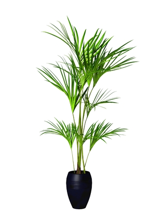 green potted plant isolated on white background.の写真素材