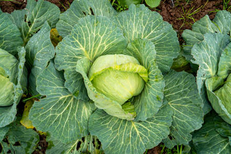 Organic vegetables grown in the gardenの写真素材