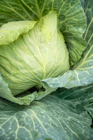 Organic vegetables grown in the gardenの写真素材