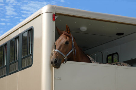 Horse in the trailerの写真素材