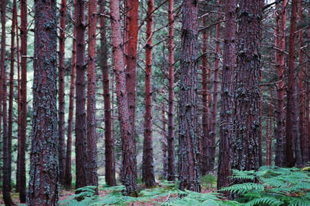 Pinetrees forestの写真素材