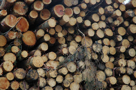 Stacked pine logs