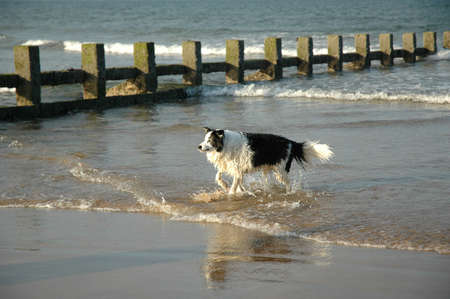 Dog running on the beachの写真素材
