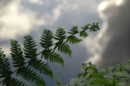 Fern and the reflection of sky in the waterの写真素材