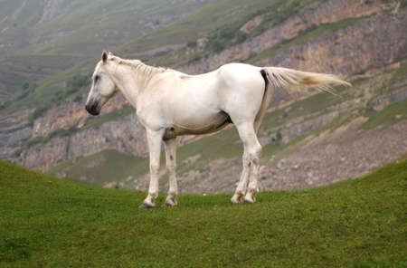 White horse at the top of the hillの写真素材