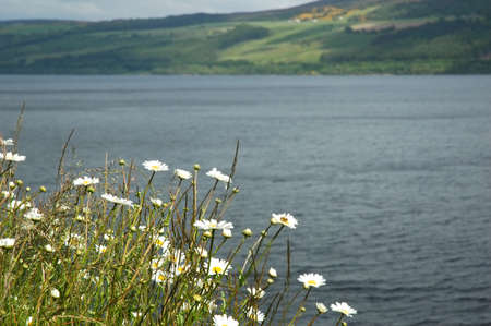 Camomiles over Lock-Ness lakeの写真素材
