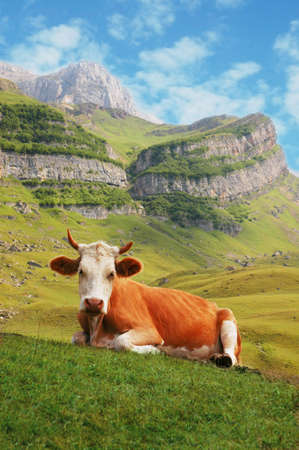 Cow in high mountainsの写真素材