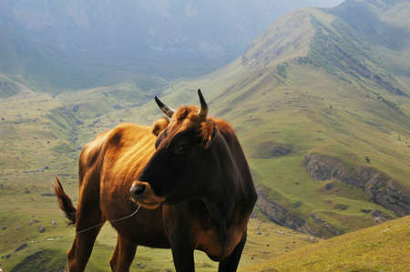 Bull at the top of  the mountain の写真素材