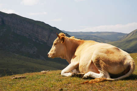 Cow on top  of the hill in summerの写真素材