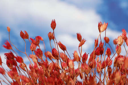Red dry flowers against blue  cloudy skyの写真素材