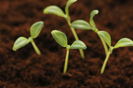 New life concept - seedlings growing in the soil