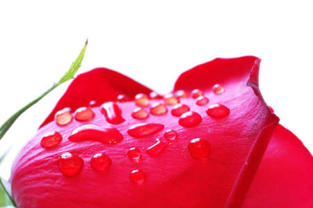 Close up of rose petals  with dew dropsの写真素材