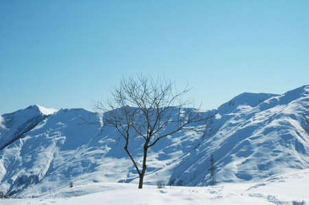 Tree and mountains on the winter dayの写真素材