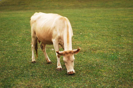 Cow grazing on the green meadow in summerの写真素材