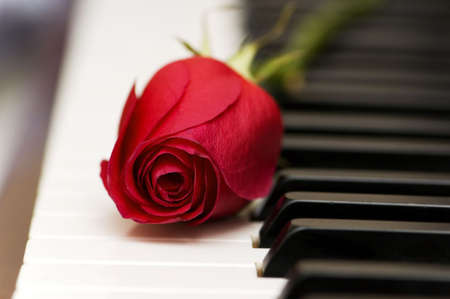 Romantic concept - red rose on piano keysの写真素材