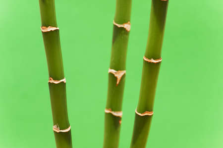 Three bamboo branches against the green backgroundの写真素材