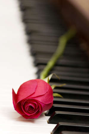 Romantic concept - red rose on piano keysの写真素材