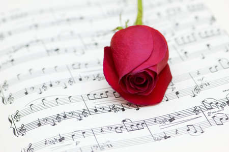 Single red rose on musical notes pageの写真素材